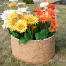 Цветник КАНЬОН купить в Усть-Куте